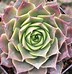 Image result for Sempervivum Feldmaier 