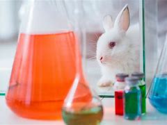 Image result for Animal Testing Alternatives