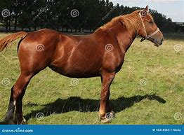 Image result for Brown Horse Half White Face