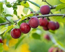 Image result for Plum