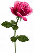 Image result for Dark Pink Roses Clip Art