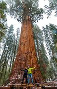 Image result for Biggest Tree in the World China