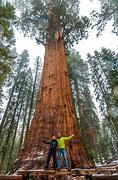 Image result for Thi Biggest Tree in the World