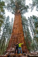 Image result for Biggest Tree in the World of Big Get Type