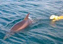 Image result for Delfin Labrador