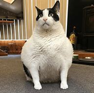 Image result for Chonker Puppo