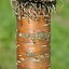 Image result for Prunus maackii Amber Beauty