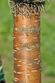 Image result for Prunus maackii Amber Beauty