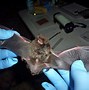Image result for Oregon Bats