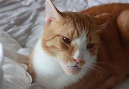 Image result for Cat Jawline