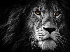Image result for Black and White Theme Lion Mix