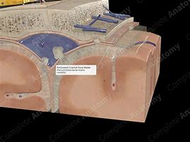 Image result for Periosteal Dura Mater