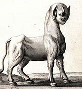 Image result for Cyclops Animal