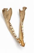 Image result for Possum Jawbone