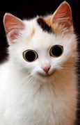 Image result for White Cat Crying