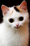 Image result for What Is Happening White Cat Meme