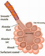 Image result for alveoli