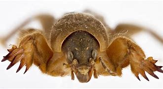 Image result for Mole Beetle