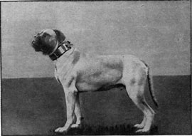 Image result for British Mastiff Vehicle