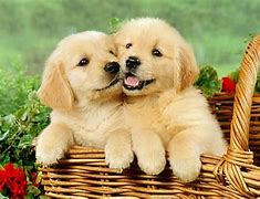 Image result for Cute Happy Puppy Background Wallpaper
