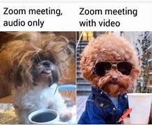 Image result for Zoom Animal Memes