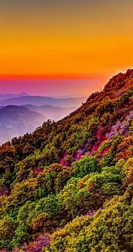Image result for Cool Color Nature Phone Background
