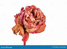Image result for Red Rose Dying