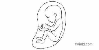 Image result for 16 Weeks and 5 Days Pregnant