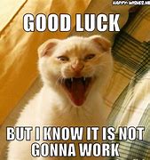 Image result for White Cat Good Luck Meme