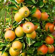 Image result for Malus Domestica Jonagold Apple Tree