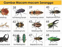 Image result for Gambar Binatang Serangga
