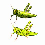 Image result for Grasshopper Cartoon Transparent