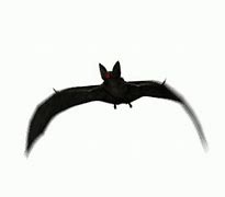 Image result for Kawaii Bat Animated GIF