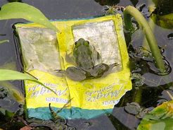 Image result for Polluted Frogs