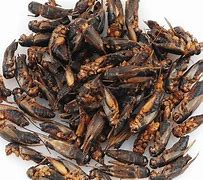 Image result for Drying Crickets