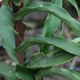 Image result for Roscoea purpurea Ant Marian