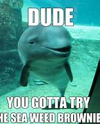 Image result for Day of the Dolphin Meme