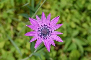 Image result for Anemone hortensis