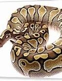 Image result for Python Snake