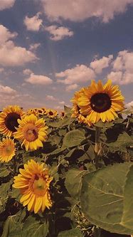 Image result for Aesthetic Sunflower iPhone Wallpaper