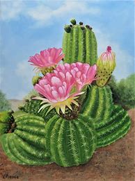 Image result for Paintings of Cactus Plants