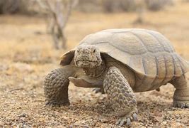 Image result for Tortoise