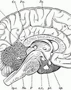 Image result for Brain Anatomy Coloring Book