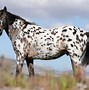 Image result for American Appaloosa Horse