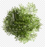 Image result for Photoshop Tree Template Top View Apple