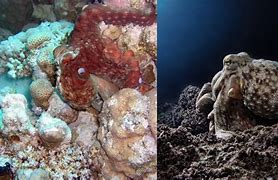 Image result for Color the Octopus