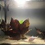 Image result for Blind Cave Fish Aquarium