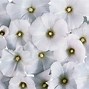Image result for iOS White Flower Wallpaper