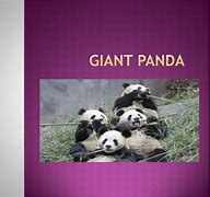 Image result for Giant panda Le Le