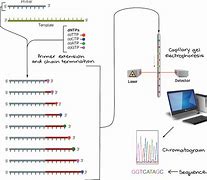 Image result for DNA Sequencing